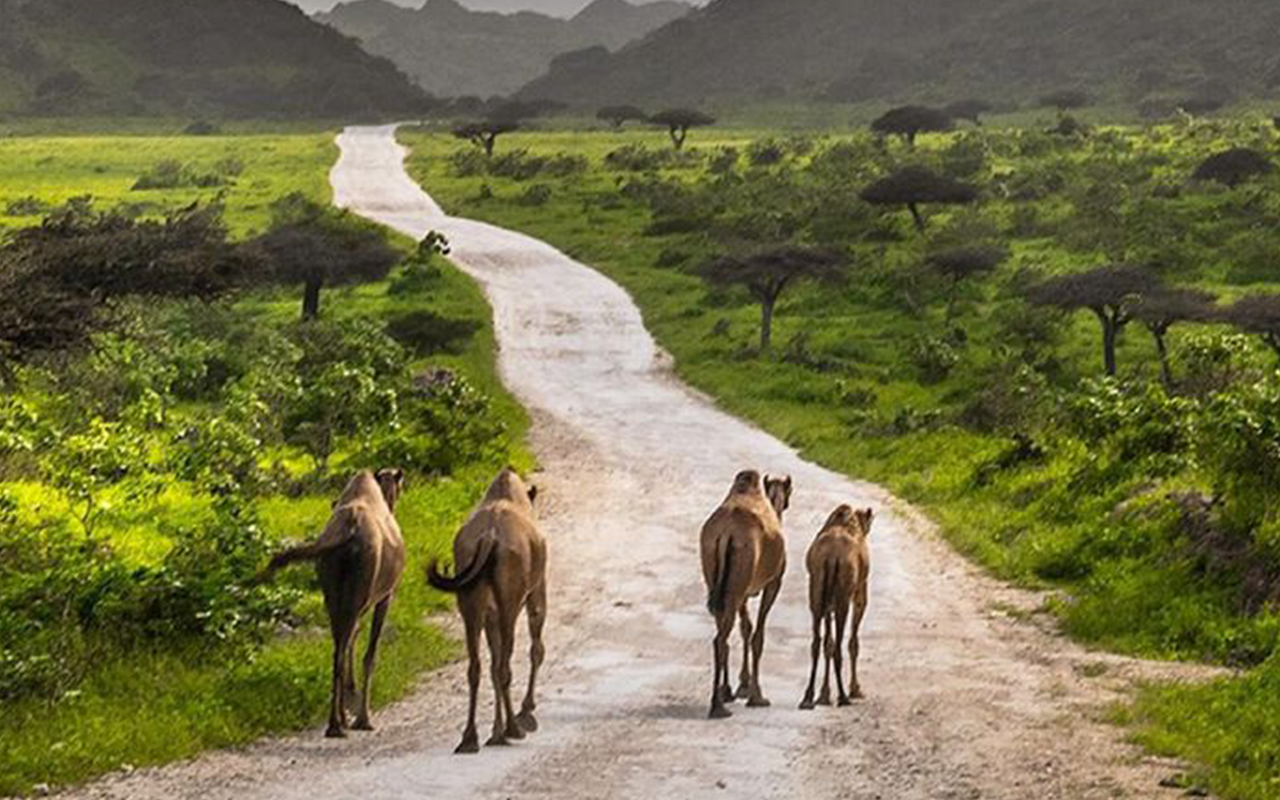 ُWadi Sahalnoot